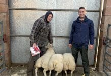 Upper Hardland, Beltex lambs, Christmas Champion at Wallets Marts