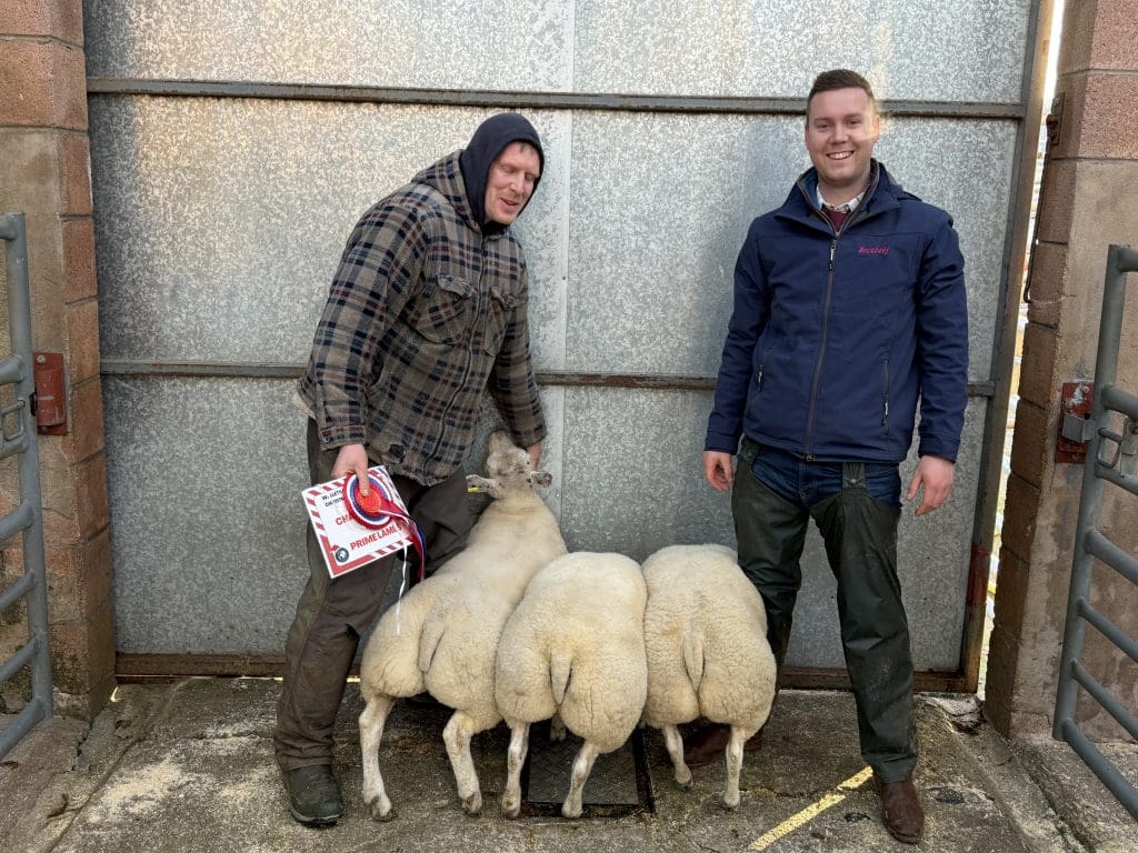 Upper Hardland, Beltex lambs, Christmas Champion at Wallets Marts