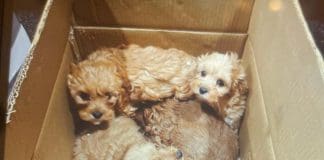 24 Puppies Rescued From Under Lorry at Cairnryan