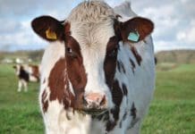 GERMAN 'FOOT AND MOUTH' CASE CAUSES CONCERN FOR REGIONS LIVESTOCK FARMERS