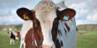 GERMAN 'FOOT AND MOUTH' CASE CAUSES CONCERN FOR REGIONS LIVESTOCK FARMERS