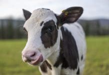 DUMFRIESHIRE BORN CALF COULD BE KEY DAIRY INDUSTRY NET ZERO FUTURE