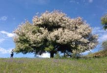 Dumfries & Galloway Woodlands