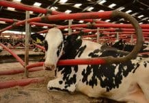 DECLINE IN SCOTTISH DAIRY HERDS A CONCERN