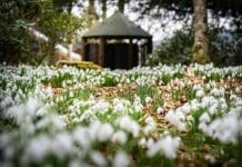 Celebrate the First Signs of Spring with Snowdrop Walks at Drumlanrig Castle & Country Estate