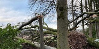 60 Trees Damaged by Storm at Threave Gardens