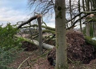 60 Trees Damaged by Storm at Threave Gardens