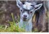 Petition to save Langholms Wildgoats Gains almost 4000 signatures